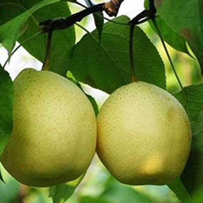 Singo pear Singo pear